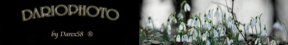 banner della sezione pubblicazioni